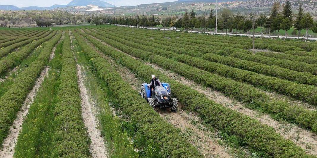 Isparta gül hasadına hazırlanıyor: Rekolte beklentisi 13 bin ton 1